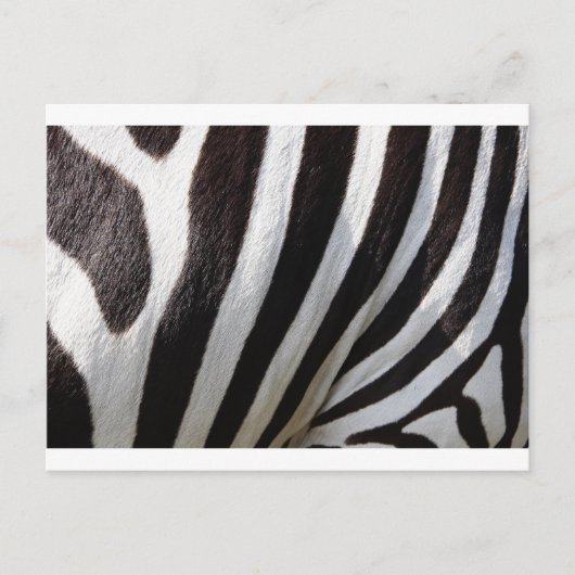 Zebra huidafdruk briefkaart (Voorkant)