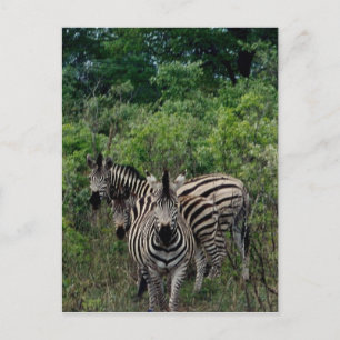 zebra hwange briefkaart