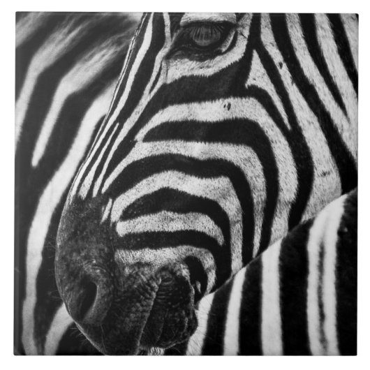 Zebra-illusie Tegeltje (Voorkant)