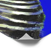 zebra in blauw - poster (Hoek)