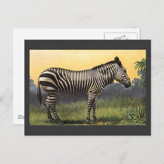  Zebra in de Afrikaanse Savannah, Wilde Dier Briefkaart (Voorkant / Achterkant)