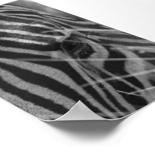 Zebra in de gras poster (Hoek)