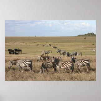 Zebra in de Serengeti in Tanzania Poster