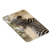 Zebra in het Meru National Park, Kenia. Magneet (Rechterzijde)