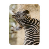 Zebra in het Meru National Park, Kenia. Magneet (Verticaal)