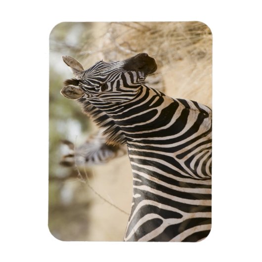 Zebra in het Meru National Park, Kenia. Magneet (Verticaal)