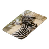 Zebra in het Meru National Park, Kenia. Magneet (Linkerzijde)