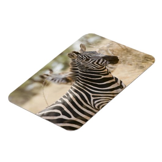 Zebra in het Meru National Park, Kenia. Magneet (Linkerzijde)