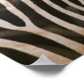 Zebra in het Meru National Park, Kenia. Poster (Hoek)