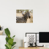 Zebra in het Meru National Park, Kenia. Poster (Thuiskantoor)