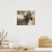 Zebra in het Meru National Park, Kenia. Poster (Keuken)
