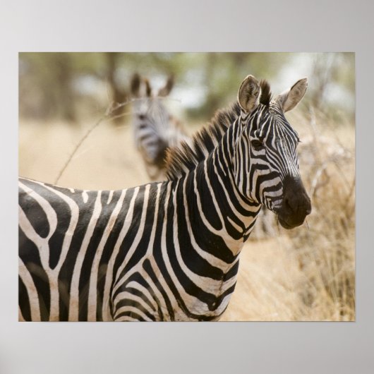 Zebra in het Meru National Park, Kenia. Poster (Voorkant)