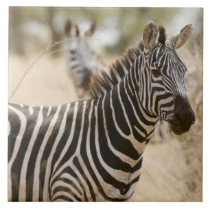 Zebra in het Meru National Park, Kenia. Tegeltje