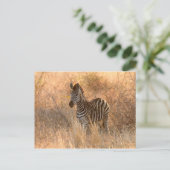 Zebra in het ochtendlicht briefkaart (Staand voorkant)