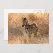 Zebra in het ochtendlicht briefkaart (Voorkant / Achterkant)