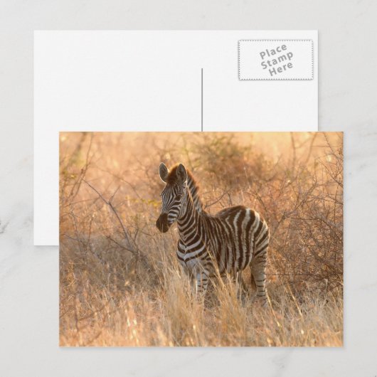 Zebra in het ochtendlicht briefkaart (Voorkant / Achterkant)