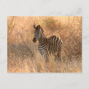 Zebra in het ochtendlicht briefkaart