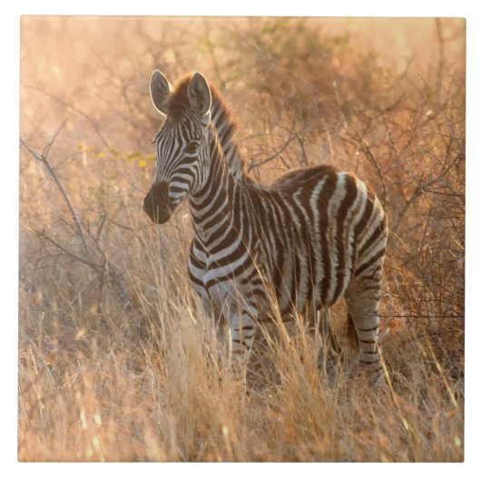 Zebra in het ochtendlicht tegeltje (Voorkant)