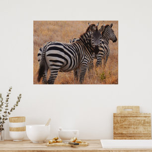 Zebra in het Poster Kenia