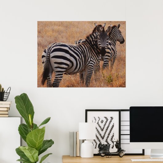Zebra in het Poster Kenia (Thuiskantoor)