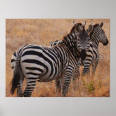 Zebra in het Poster Kenia (Voorkant)