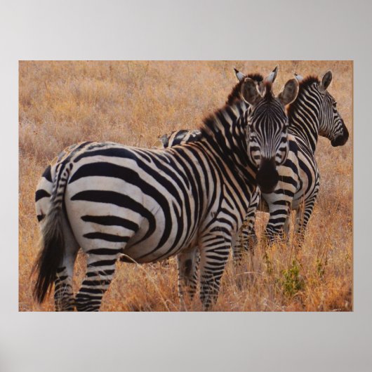 Zebra in het Poster Kenia (Voorkant)