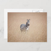 Zebra in high grass briefkaart (Voorkant / Achterkant)