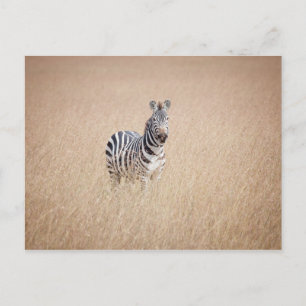 Zebra in high grass briefkaart