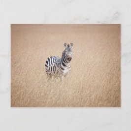 Zebra in high grass briefkaart