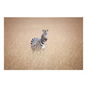 Zebra in high grass foto afdruk (Voorkant)