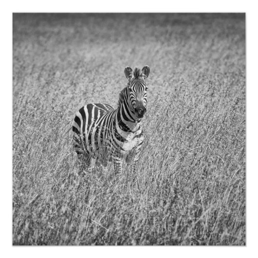Zebra in high grass perfect poster (Voorkant)