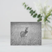 Zebra in hooggras briefkaart (Staand voorkant)