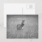 Zebra in hooggras briefkaart (Voorkant / Achterkant)