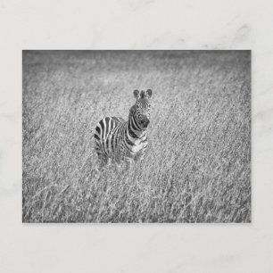 Zebra in hooggras briefkaart