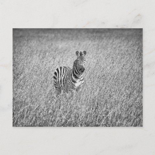 Zebra in hooggras briefkaart (Voorkant)