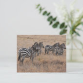 Zebra in Kenia Briefkaart (Staand voorkant)