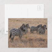Zebra in Kenia Briefkaart (Voorkant / Achterkant)