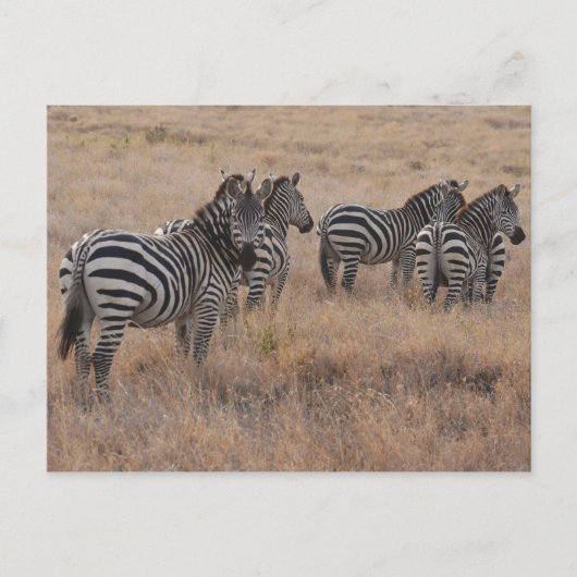 Zebra in Kenia Briefkaart (Voorkant)
