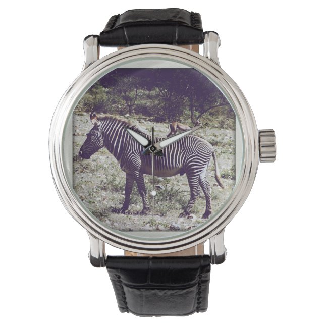 Zebra in Kenia Horloge (Voorkant)