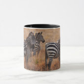 Zebra in Kenia Mok (Midden)