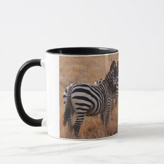 Zebra in Kenia Mok