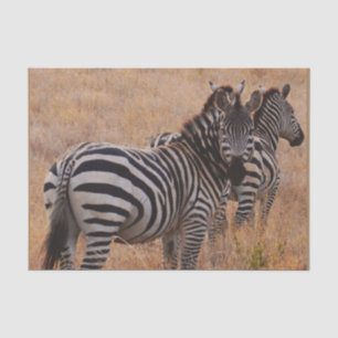 Zebra in Kenia Tissuepapier