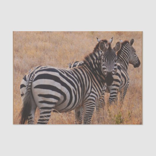 Zebra in Kenia Tissuepapier (Voorkant)