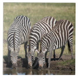 Zebra in natuurlijk Afrika waar keramische tegels  Tegeltje