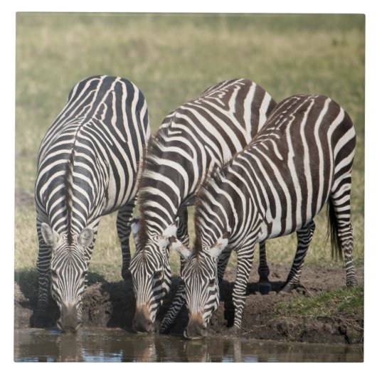 Zebra in natuurlijk Afrika waar keramische tegels  Tegeltje (Voorkant)