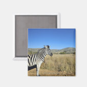 Zebra in open vlakte, Nationaal Park Pilansberg, Magneet (Voorkant / Achterkant)