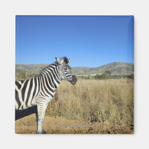 Zebra in open vlakte, Nationaal Park Pilansberg, Magneet