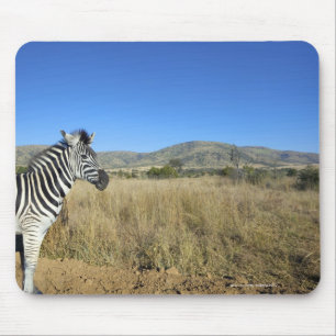 Zebra in open vlakte, Nationaal Park Pilansberg, Muismat