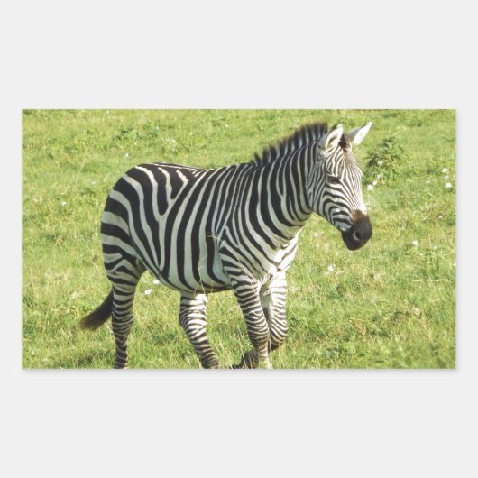 zebra in Serengeti., Ngorongoro-krater Rechthoekige Sticker (Voorkant)
