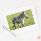 zebra in Serengeti., Ngorongoro-krater Rechthoekige Sticker (Envelop)